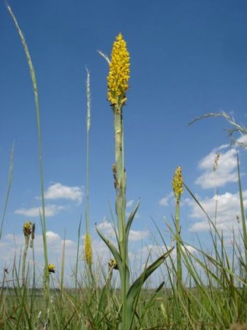 Disa woodii leaves